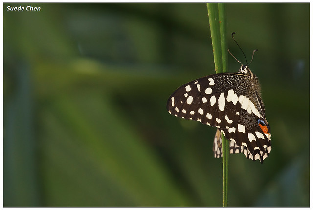 花鳳蝶(無尾鳳蝶)  Papilio demoleus Linnaeus, 1758
