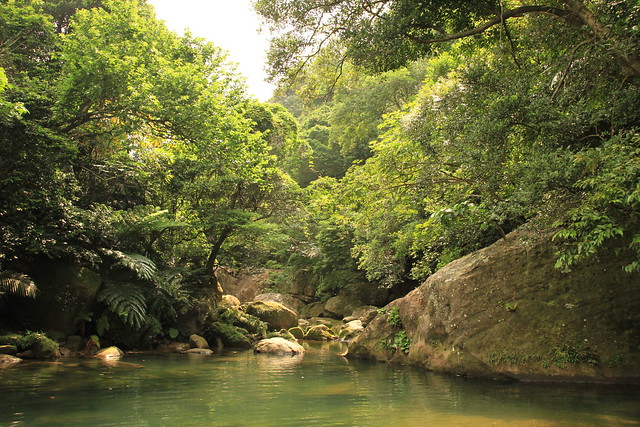 iriomote jungle 西表島ジャングル