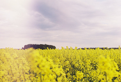 sky film field yellow clouds analog 35mm estonia bokeh lightleak zenit eesti rapeseed zenitem