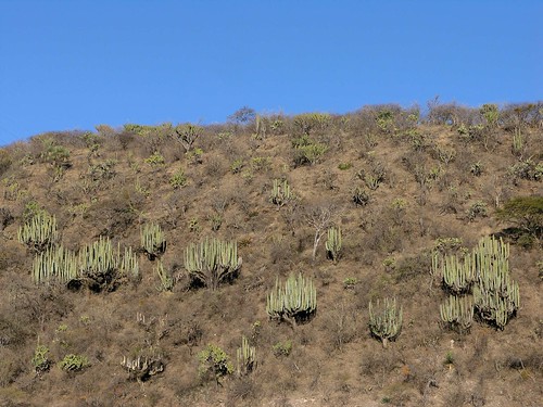 mountains latinamerica forest cacti mexico landscapes flickr desert oaxaca 2007 mex gpsapproximate