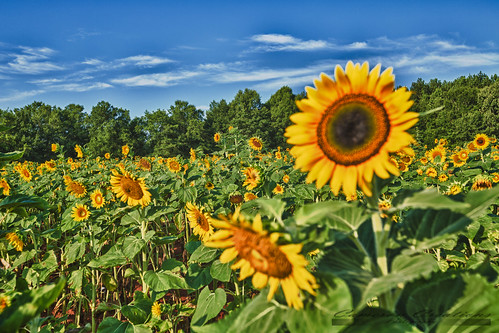 july sunflowers photowalk 2012 georgiaphotowalkers