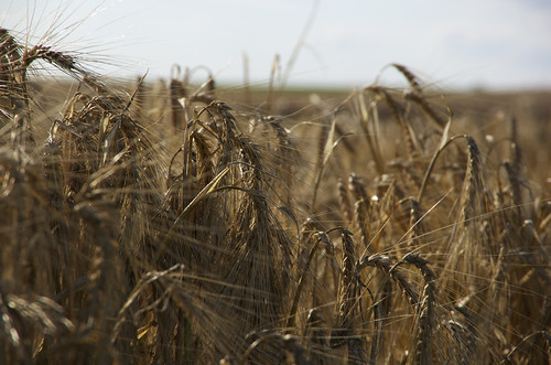 champs agriculture blé