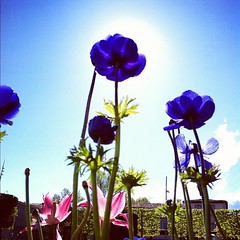 Blue flowers a Castres