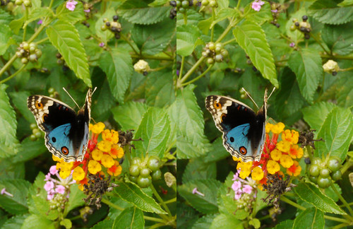 Junonia orithya, stereo parallel view