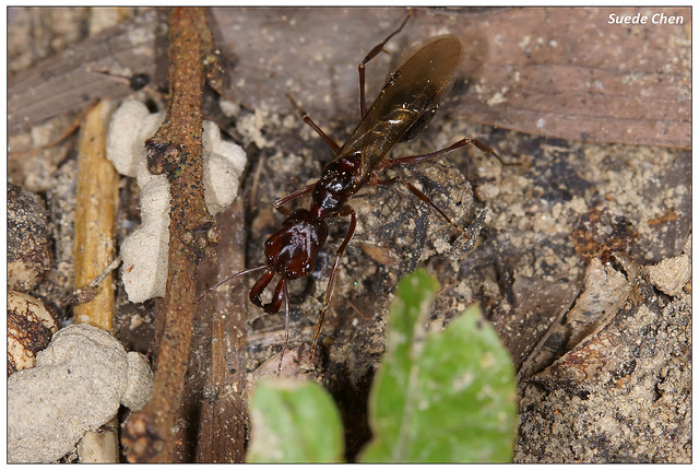 高山鋸針蟻 Odontomachus monticola Emery, 1892