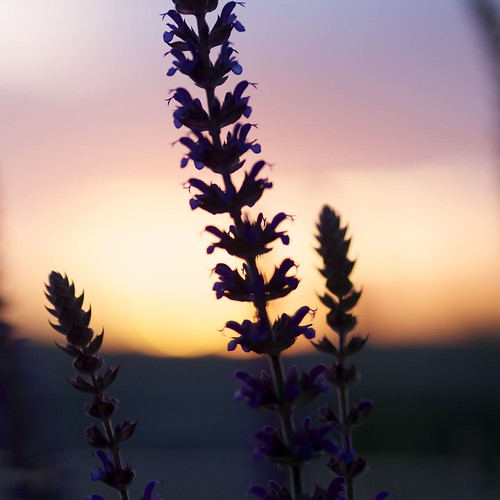 light sunset sun flower night lavender olympus omd em5