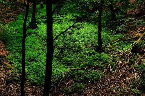 green nature forest landscape
