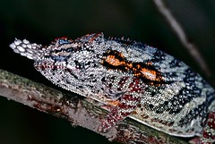 Lesser Chameleon (Furcifer minor) male