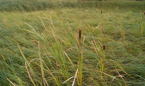 sp environment cattail invasivespecies carex winnebagocounty terrellsisland sedgemedow