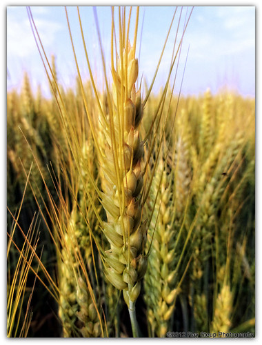 ohio rural farm wheat agriculture sonydschx5v