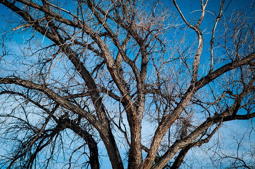 blue abstract tree digital landscape utah crazy nikon branches barren elberta d300