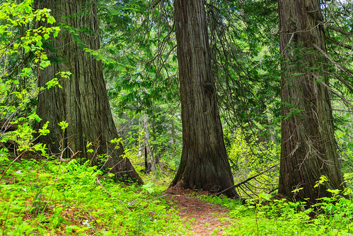 trees idaho elkriver clearwaternationalforest morriscreekcedargrove perkinscedargrove