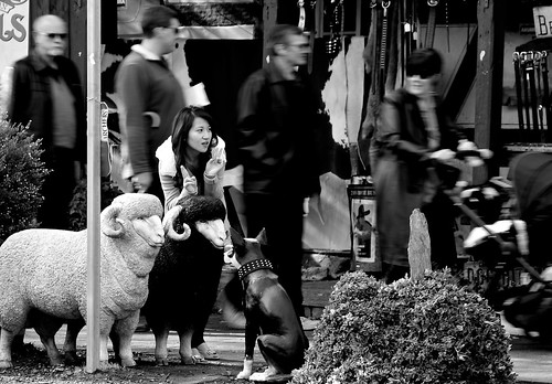 street winter bw dog white motion black blur girl pose walking asian photography solar peace sheep bokeh merino hills adelaide ram hahndorf