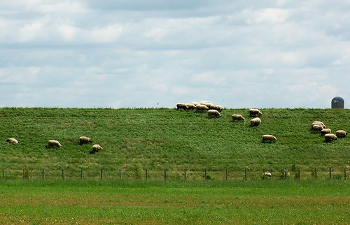 ontario canada field sheep farm exeter mypics southhuron