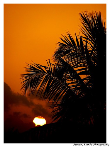 trees sunset silhouette clouds cloudy coconut