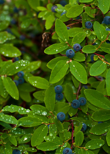 road blue canada forest berry columbia service british morkill princegeorgenaturalistsclub