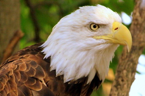 Bald Eagle - Montgomery Zoo