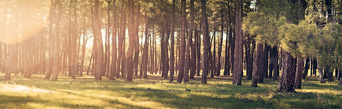 light sun grass spain pines panoramica segovia flare pinewood castilla samyang85mmf14 pentaxk5 lagunasdecantalejo