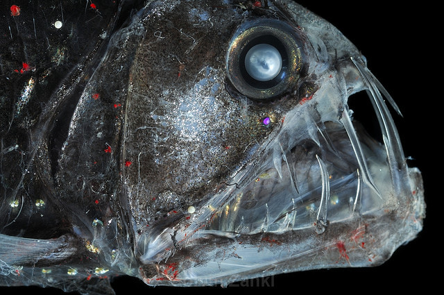 Deep Sea Viperfish Chauliodus sloani