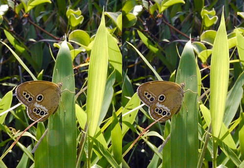 Coenonympha oedippus, stereo parallel view