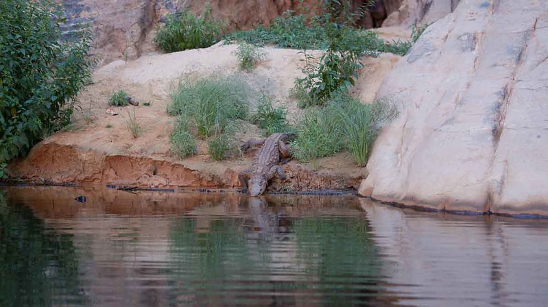 120 Crocodile at Guelta Archei