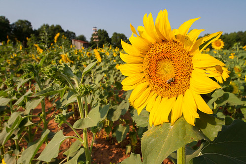 georgia landscape rutledge sunflowerfarmfestival