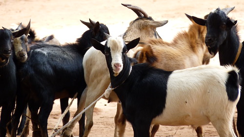 Goats in Mozambique