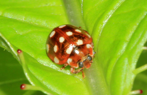 Cream Spot Ladybird 9643