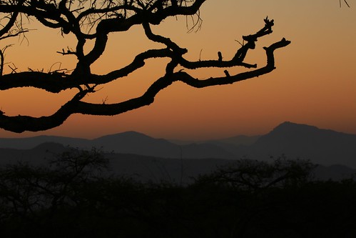 southafrica kruger lowveld dawn sunrise alba tree mountains silhouette