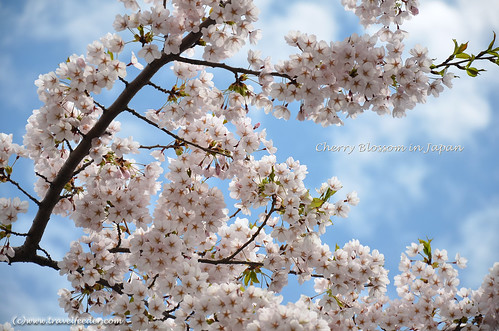 Cherry_Blossom_at_Fort Goryokaku39