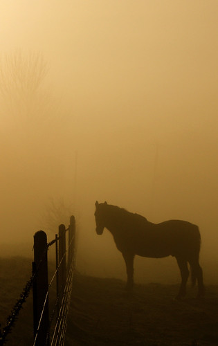 horse mist silhouette fence highqualityanimals