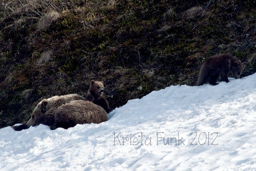 britishcolumbia wildlife bears grizzlybears hainesroad