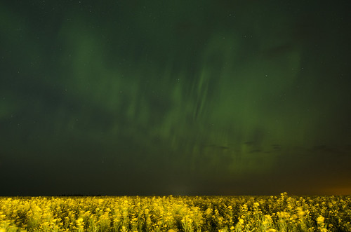 canada field alberta aurora legal canola borealis