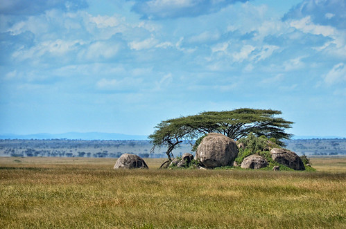 africa blue trees wild tree green grass clouds tanzania nationalpark rocks view free east plains serengeti setting range ecosystem protected bigfive
