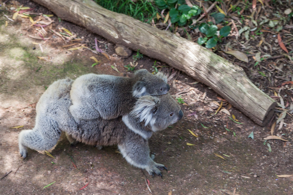 Koalas au sanctuaire animalier de Healesville