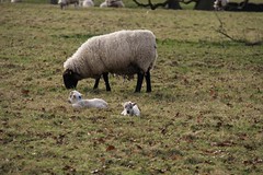 Ickworth Park - Lambing