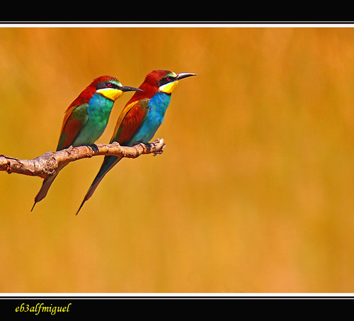 aves abejaruco colorphotoaward pajáros insectívoros