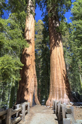 california park ca trees fence general rail trail national 100views giants redwood split sequoia sherman 0252 0251 0253