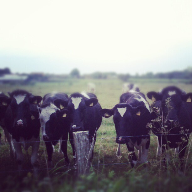 There are cows, too.