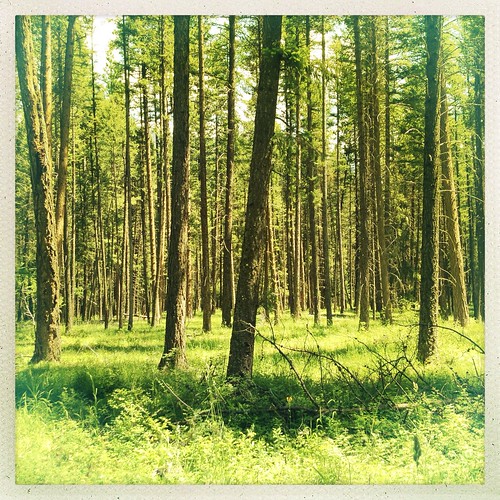 trees nature hike trail iphone instagram