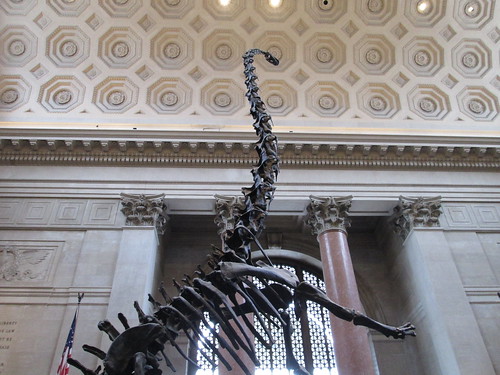 American Museum of Natural History, NYC. Nueva York