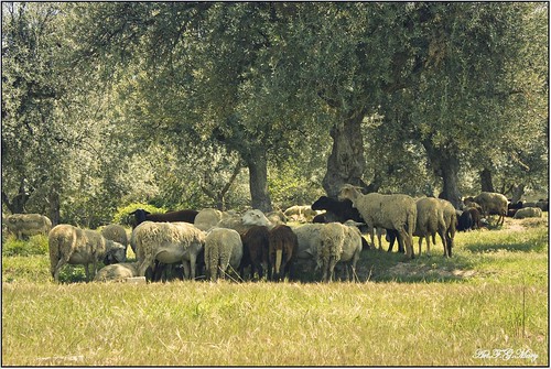 trees españa naturaleza nature field animals rural canon spain árboles champs granada olives campo animales animaux olivos espagne arbre sheeps moutons oliviers ovejas ogíjares ogijares