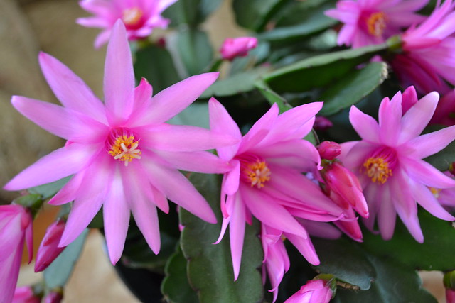 Easter cactus - rhipsalidopsis 'Elise' | Flickr - Photo Sharing!