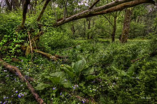 indiana wildflowers skunkcabbage blueeyedmary shraderweaverwoods shraderweavernaturepreserve shadokachrgallery explore46751312