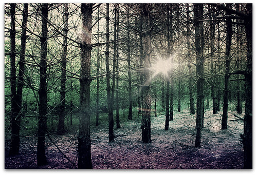 trees sunlight forest michigan