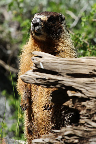 california marmot sequoianationalpark mineralking june2012