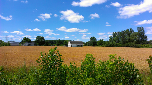 blue summer field june yellow rural amber michigan farm wheat country farming grain harvest ag crops agriculture washingtontownship