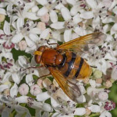 Volucella zonaria (Female) - Photo of Beaumont-en-Diois