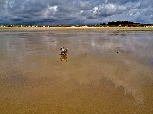 sea sky dog chien mer beach landscape brittany bretagne ciel plage reflets mirroir jackroussel