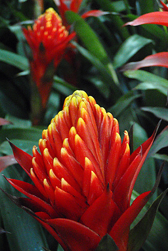 bromeliad with red flower